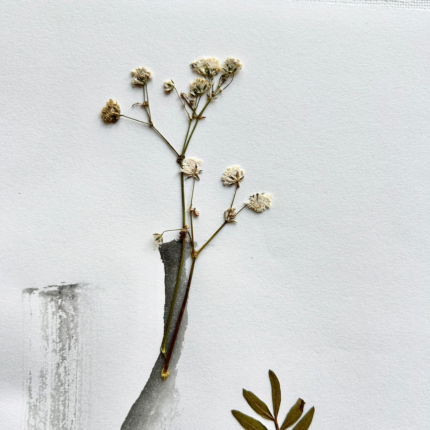 Diptych Fuchsia 002 - Herbarium and Ink wash