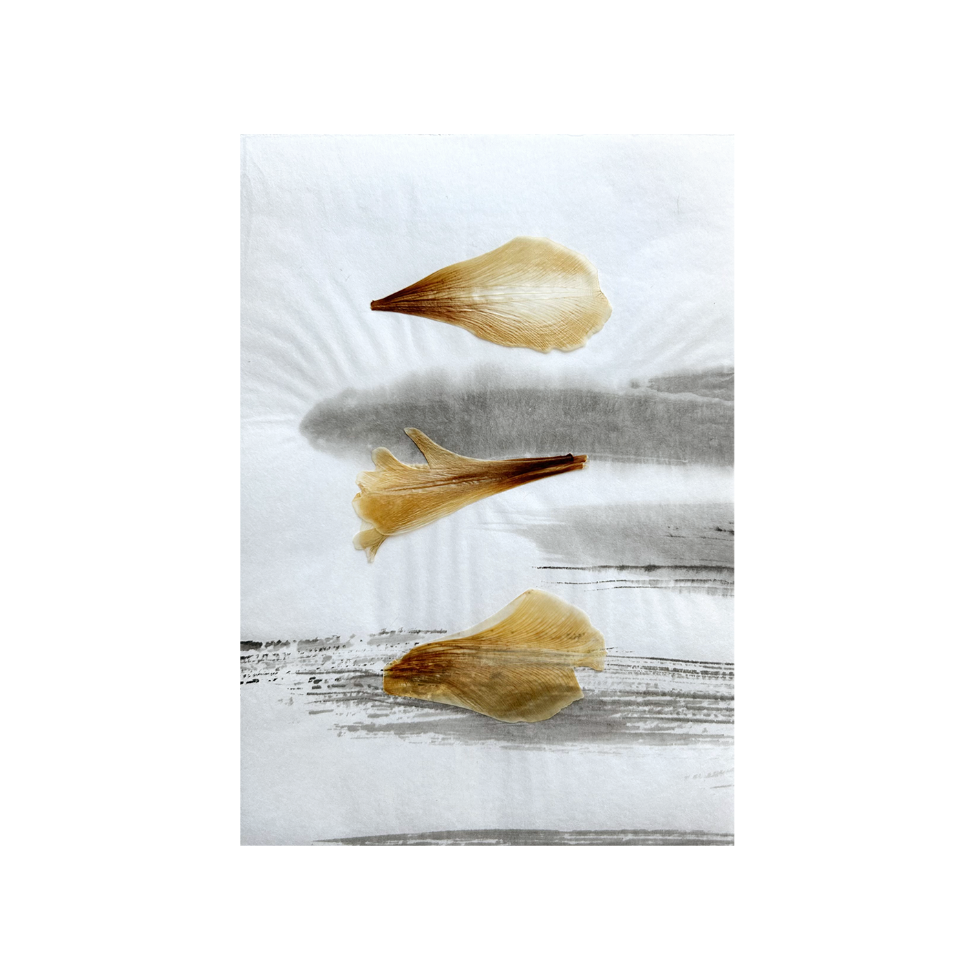 Triptych Tulip - Herbarium and Ink wash