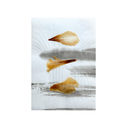 Triptych Tulip - Herbarium and Ink wash