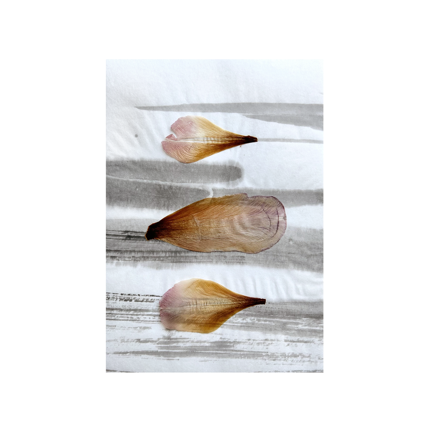 Triptych Tulip - Herbarium and Ink wash