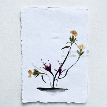 The Ikebana Garden 001 - Herbarium and Ink wash