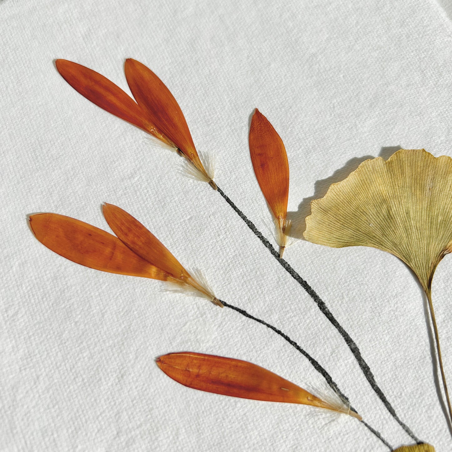 Ikebana 013 - Herbarium and Ink wash