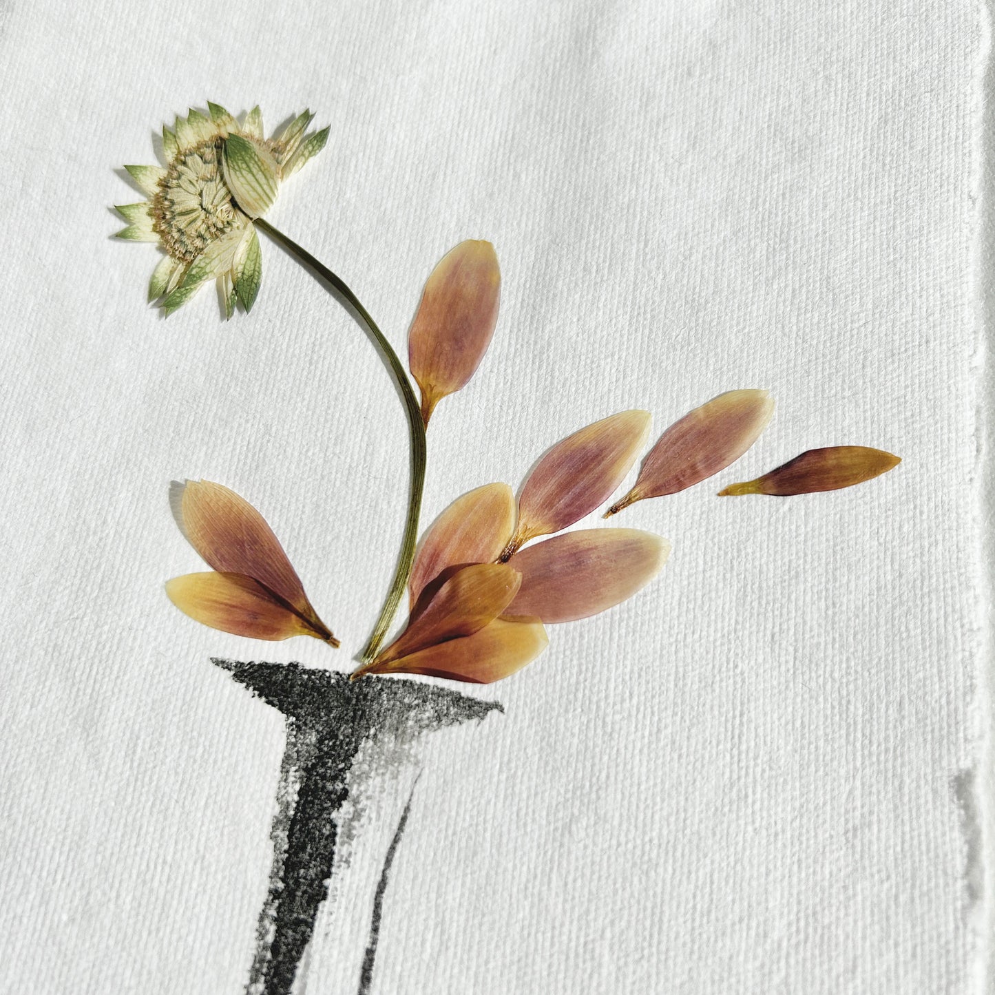 Ikebana 017 - Herbarium and Ink wash