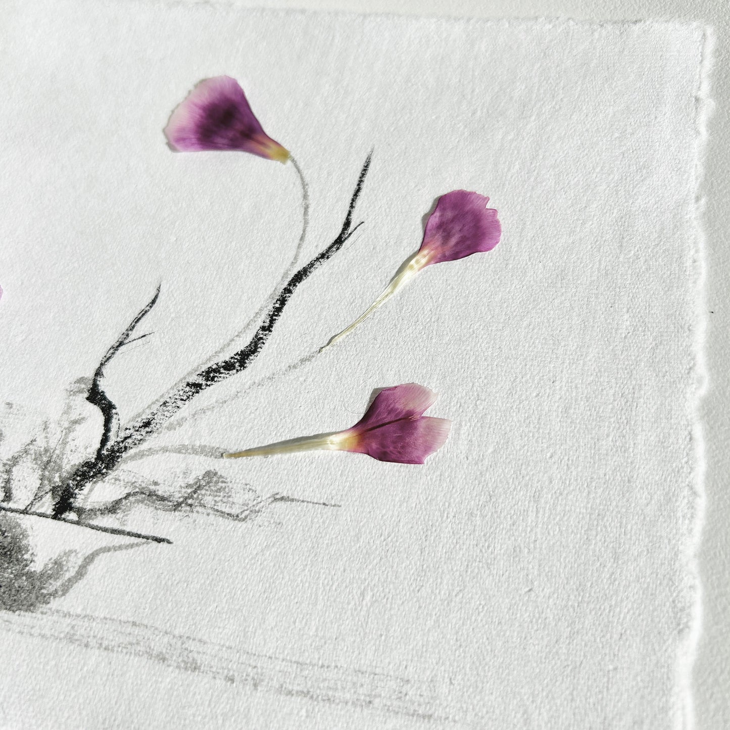 Ikebana 015 - Herbarium and Ink wash