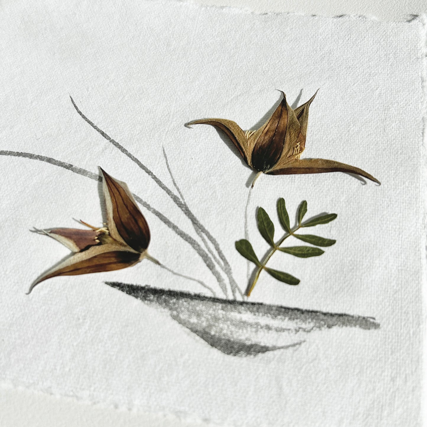 Ikebana 019 - Herbarium and Ink wash